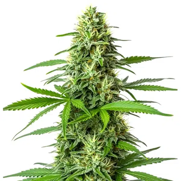 Blueberry x Big Bud Auto plant with dense green buds and long sugar leaves under bright lighting.