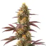 Blueberry x Jack Herer Auto plant with green buds and orange hairs.