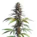 Blueberry x Lemon Haze Auto plant with purple buds, green leaves, and orange pistils.