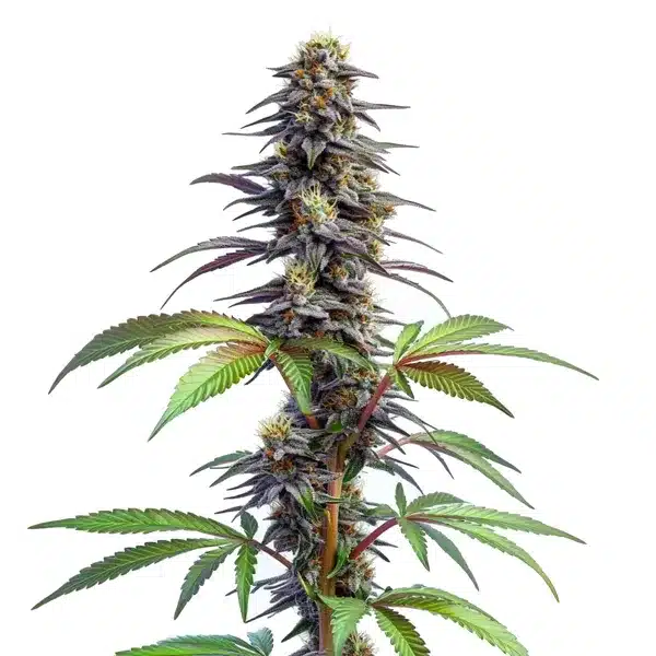 Blueberry x Lemon Haze Auto plant with purple buds, green leaves, and orange pistils.