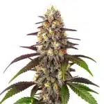 Blueberry x Mazar Auto cannabis bud with frosty trichomes, purple leaves, and vibrant orange pistils.