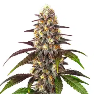 Blueberry x Mazar Auto cannabis bud with frosty trichomes, purple leaves, and vibrant orange pistils.