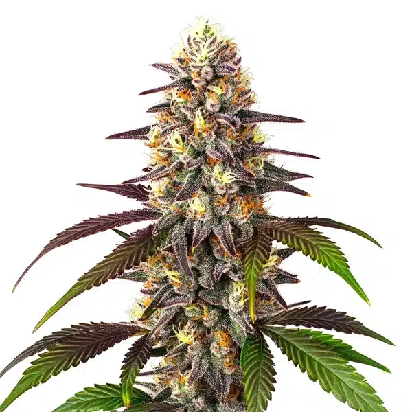 Blueberry x Mazar Auto cannabis bud with frosty trichomes, purple leaves, and vibrant orange pistils.