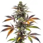 Blueberry x OG Kush plant with green leaves, purple hues, and frosty trichomes.