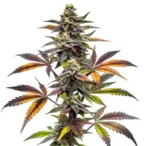 Blueberry x OG Kush plant with green leaves, purple hues, and frosty trichomes.