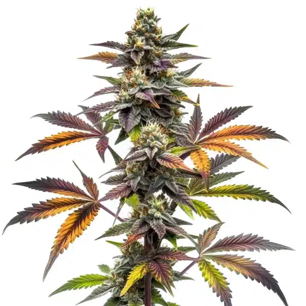 Blueberry x OG Kush plant with green leaves, purple hues, and frosty trichomes.