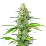 Dense Blueberry x White Widow buds with bright green leaves and white trichomes.