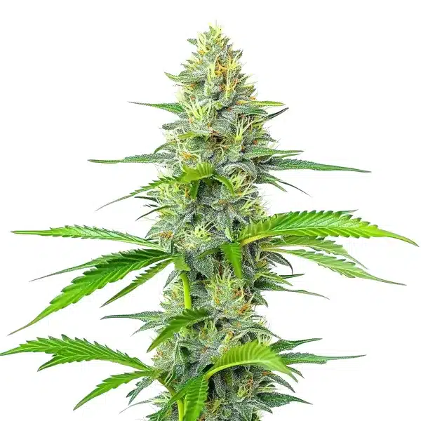 Dense Blueberry x White Widow buds with bright green leaves and white trichomes.