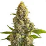 Bruce Banner Auto cannabis bud with thick green foliage, orange hairs, and a resinous coat.
