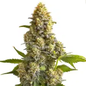 Bruce Banner Auto cannabis bud with thick green foliage, orange hairs, and a resinous coat.
