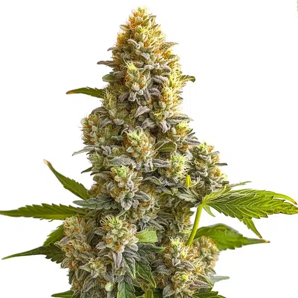 Bruce Banner Auto cannabis bud with thick green foliage, orange hairs, and a resinous coat.