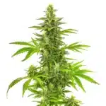 Bruce Banner Fast Version cannabis plant with dense green buds and vibrant serrated leaves.