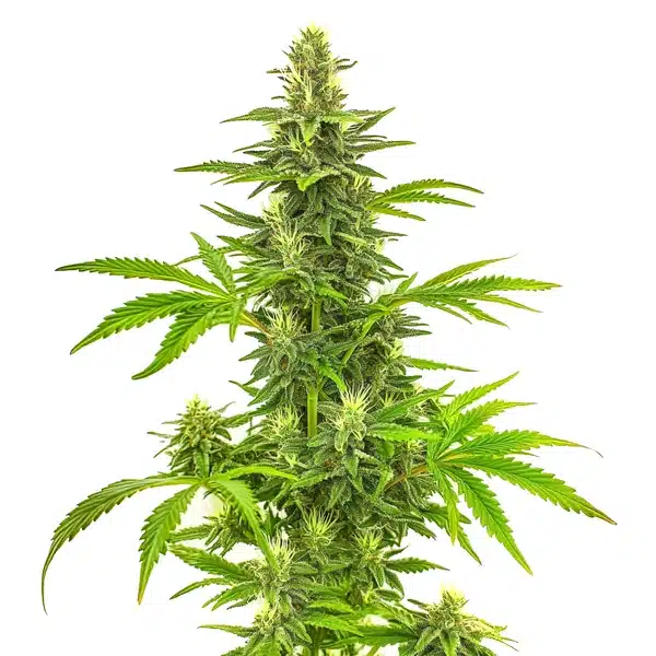 Bruce Banner Fast Version cannabis plant with dense green buds and vibrant serrated leaves.
