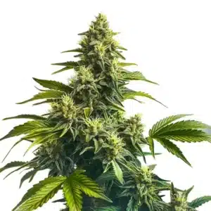 Bruce Banner x Carmen cannabis plant with green buds and orange pistils.