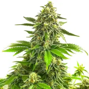 Bruce Banner x Chocolope cannabis plant with dense green buds and sugary trichomes.