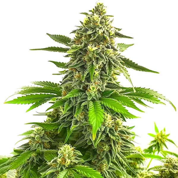 Bruce Banner x Chocolope cannabis plant with dense green buds and sugary trichomes.