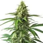 Bruce Banner x Kali Mist plant with tall green buds and shimmering trichomes.