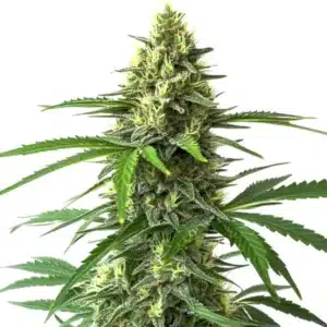 Bruce Banner x Kali Mist plant with tall green buds and shimmering trichomes.