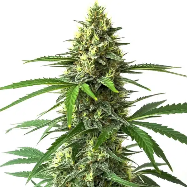 Bruce Banner x Kali Mist plant with tall green buds and shimmering trichomes.