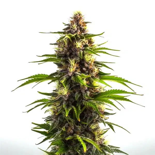 Bruce Banner x Mochalope bud with dark purple and green colors and vibrant pistils.