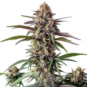 Bruce Banner x White Russian cannabis with compact, frosty buds and dark leaves.