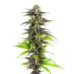 Bubba Gift cannabis plant with green and purple buds.