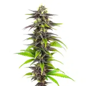 Bubba Gift cannabis plant with green and purple buds.