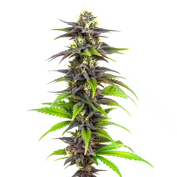 Bubba Gift cannabis plant with green and purple buds.