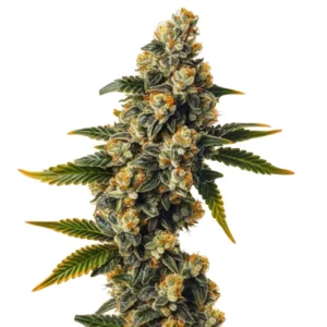 Bubba Kush Auto strain with dense, frosty buds and vibrant orange pistils.