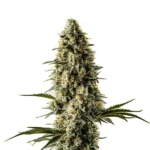 Bubblegum buds with orange pistils and sugary resin