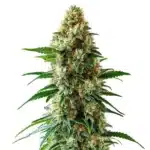 Bubblegum Auto plant with dense buds, orange pistils, and green leaves.