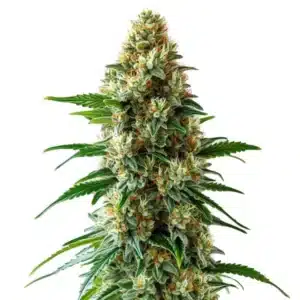 Bubblegum Auto plant with dense buds, orange pistils, and green leaves.