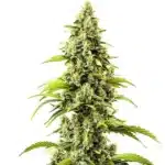 Sparkling Bubblegum Haze cannabis bud with bright green leaves and orange pistils.