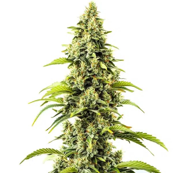 Sparkling Bubblegum Haze cannabis bud with bright green leaves and orange pistils.
