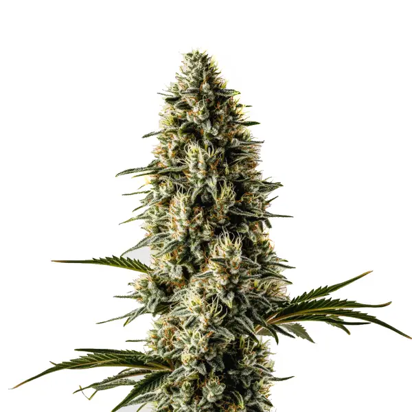 Bubblegum buds with orange pistils and sugary resin