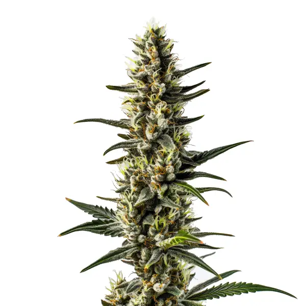 CBD 1-CA strain with elongated, trichome-covered buds and green leaves.