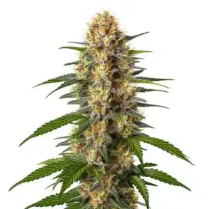 CBD Black Domina cannabis bud with dark green tones and frosty trichomes.