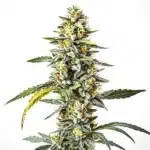 CBD Cheese cannabis flower with strong trichomes and signature cheesy orange pistils