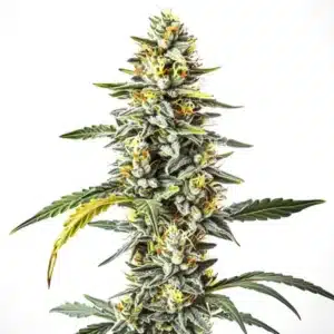 CBD Cheese cannabis flower with strong trichomes and signature cheesy orange pistils