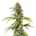 CBD Cream & Cheese 1-1 cannabis plant with dense buds and frosty trichomes.