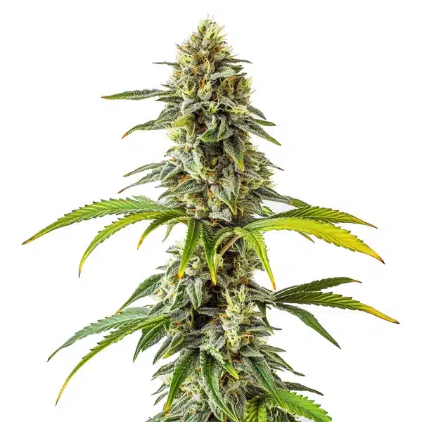 CBD Cream & Cheese 1-1 cannabis plant with dense buds and frosty trichomes.