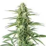 CBD Critical Mass strain with large frosty buds, bright pistils, and short, bushy structure