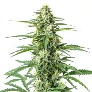 CBD Critical Mass strain with large frosty buds, bright pistils, and short, bushy structure