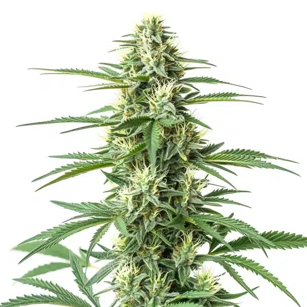 CBD Critical Mass strain with large frosty buds, bright pistils, and short, bushy structure