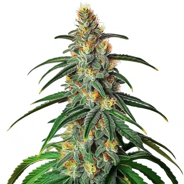 CBD Diesel plant with sticky green buds and thin sugar leaves exuding diesel scent