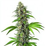 CBD Girl Scout Cookies 1-1 strain with resinous buds, vibrant green leaves, and balanced CBD-THC properties.