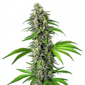 CBD Girl Scout Cookies 1-1 strain with resinous buds, vibrant green leaves, and balanced CBD-THC properties.