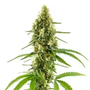 CBD Harlequin Kimbo Kush bud covered in trichomes with orange pistils.