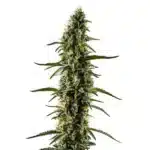 CBD Kush 1-1 plant with dense buds and dark green leaves.