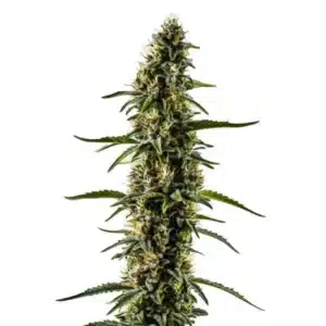 CBD Kush 1-1 plant with dense buds and dark green leaves.